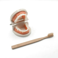 Montessori Teething Model with Brush - Helaya