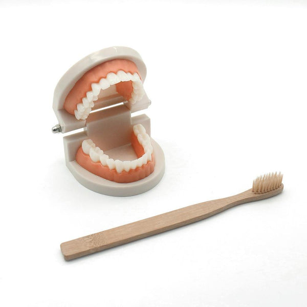 Montessori Teething Model with Brush - Helaya